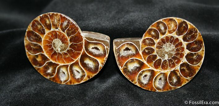 Scarce Inch Desmoceras Ammonite #1504